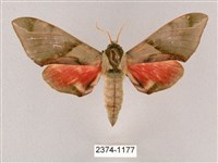 榆綠天蛾藏品圖，第1張