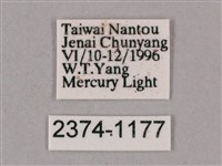 榆綠天蛾藏品圖，第3張