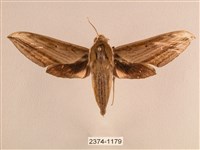 背線天蛾藏品圖，第1張