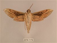 背線天蛾藏品圖，第2張