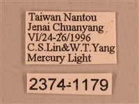 背線天蛾藏品圖，第3張