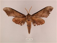 栗六點天蛾藏品圖，第1張