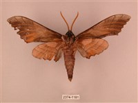 栗六點天蛾藏品圖，第2張