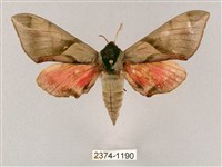 榆綠天蛾藏品圖，第1張