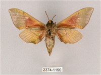 榆綠天蛾藏品圖，第2張