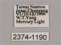 榆綠天蛾藏品圖，第3張