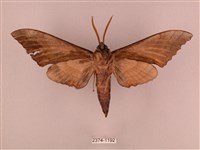 栗六點天蛾藏品圖，第2張