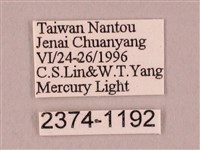 栗六點天蛾藏品圖，第3張