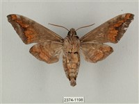 全緣缺角天蛾藏品圖，第2張