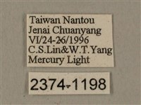 全緣缺角天蛾藏品圖，第3張