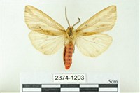 赭新污燈蛾藏品圖，第1張