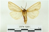 赭新污燈蛾藏品圖，第2張