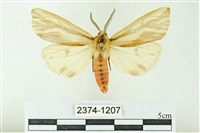 赭新污燈蛾藏品圖，第1張