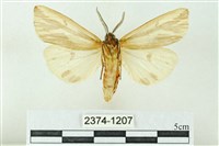 赭新污燈蛾藏品圖，第2張