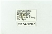 赭新污燈蛾藏品圖，第3張