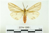 赭新污燈蛾藏品圖，第1張