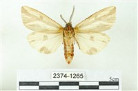 赭新污燈蛾藏品圖，第2張