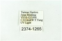 赭新污燈蛾藏品圖，第3張