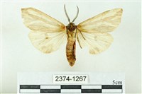 赭新污燈蛾藏品圖，第2張