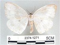 圓翅大鉤蛾藏品圖，第1張