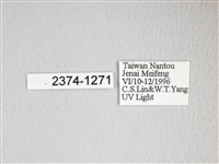 圓翅大鉤蛾藏品圖，第3張