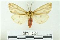 赭新污燈蛾藏品圖，第1張