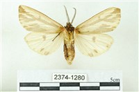 赭新污燈蛾藏品圖，第2張