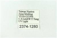 赭新污燈蛾藏品圖，第3張