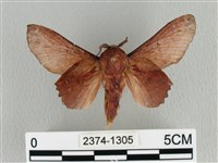 臺灣枯葉蛾藏品圖，第1張