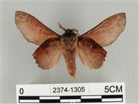 臺灣枯葉蛾藏品圖，第2張