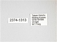 綠目天蠶蛾藏品圖，第3張