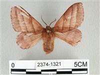 川邊氏枯葉蛾藏品圖，第1張