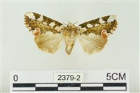 連珠波紋蛾藏品圖，第1張