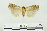 連珠波紋蛾藏品圖，第2張