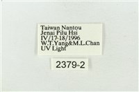 連珠波紋蛾藏品圖，第3張