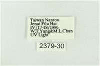 帶波紋蛾藏品圖，第3張