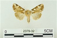 連珠波紋蛾藏品圖，第1張