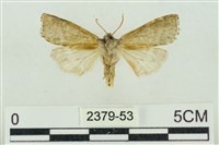 帶波紋蛾藏品圖，第2張