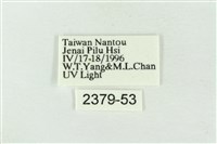 帶波紋蛾藏品圖，第3張