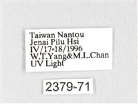 銀肩枯葉蛾藏品圖，第3張