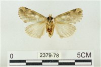 連珠波紋蛾藏品圖，第2張