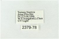 連珠波紋蛾藏品圖，第3張