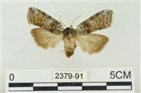 帶波紋蛾藏品圖，第1張