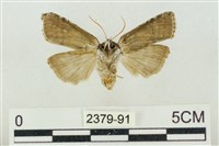 帶波紋蛾藏品圖，第2張