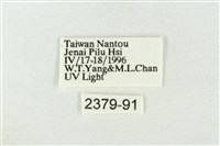 帶波紋蛾藏品圖，第3張