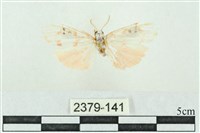 臺雪苔蛾藏品圖，第1張