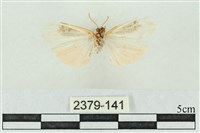 臺雪苔蛾藏品圖，第2張