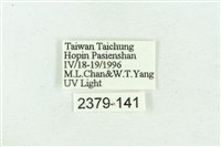 臺雪苔蛾藏品圖，第3張