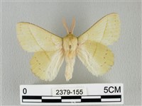 青枯葉蛾藏品圖，第1張