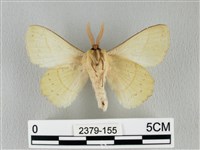 青枯葉蛾藏品圖，第2張